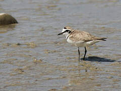 Kentish Plover