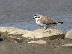 Kentish Plover