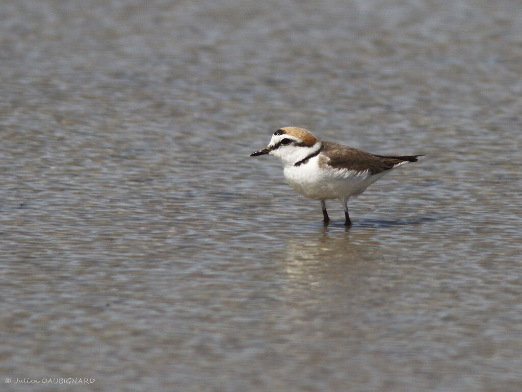 Kentish Plover, identification