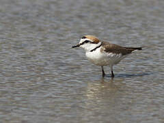 Kentish Plover