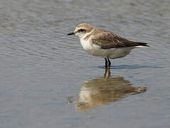 Kentish Plover