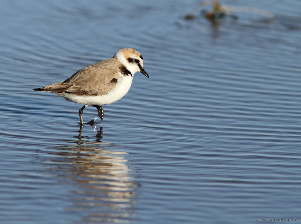 Kentish Plover male adult breeding, identification