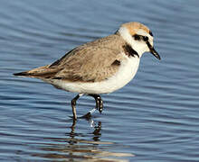 Kentish Plover