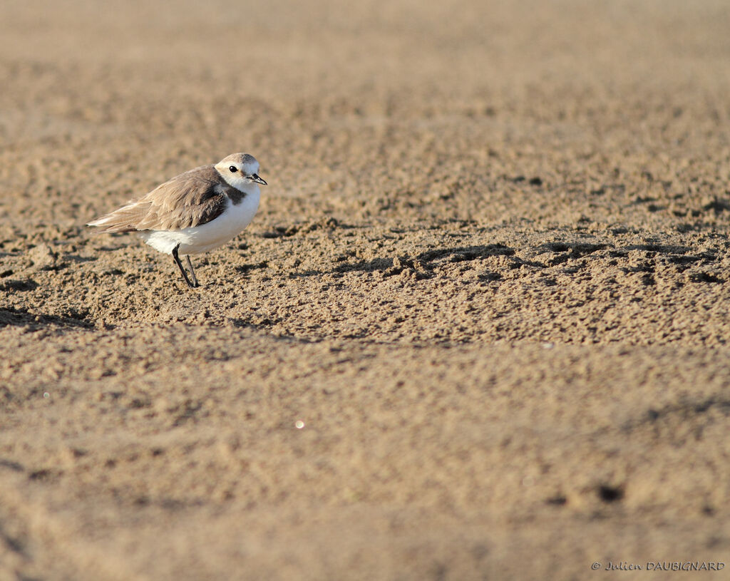 Kentish Plover female adult, identification