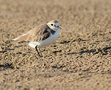 Kentish Plover