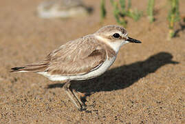 Kentish Plover