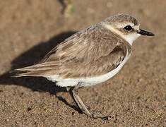 Kentish Plover