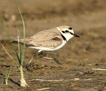 Kentish Plover