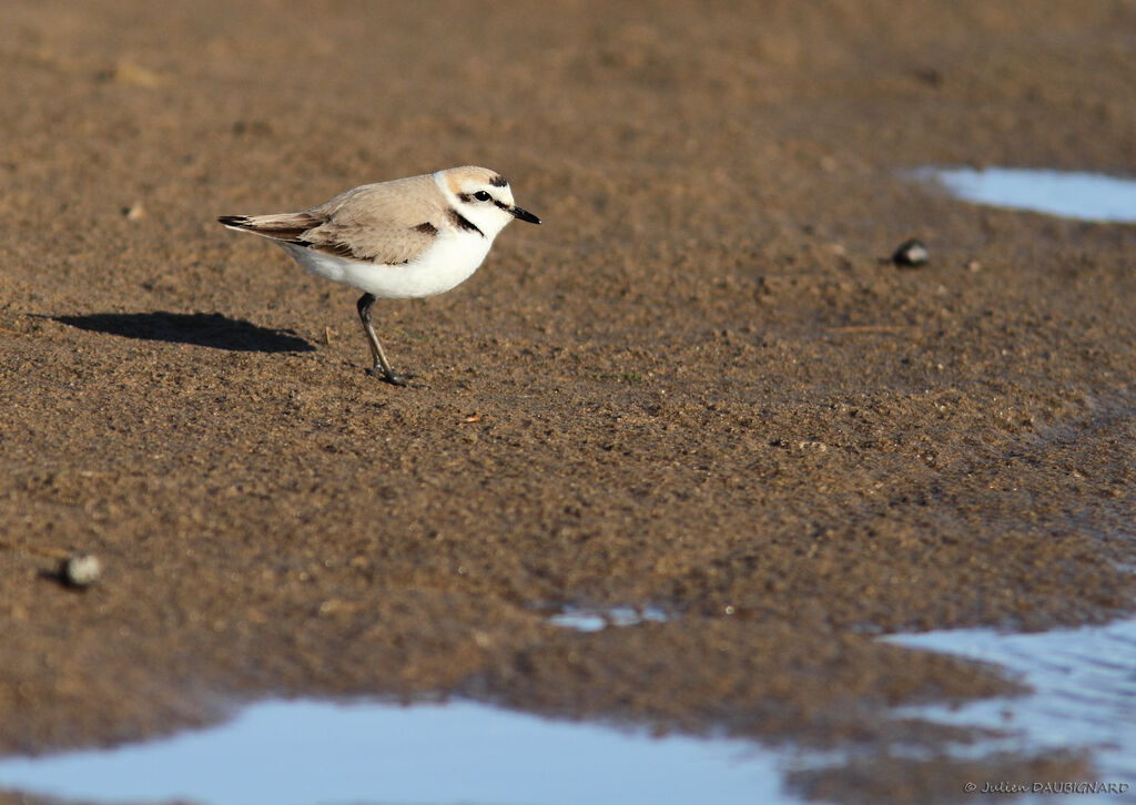 Kentish Plover male adult breeding