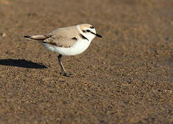 Kentish Plover