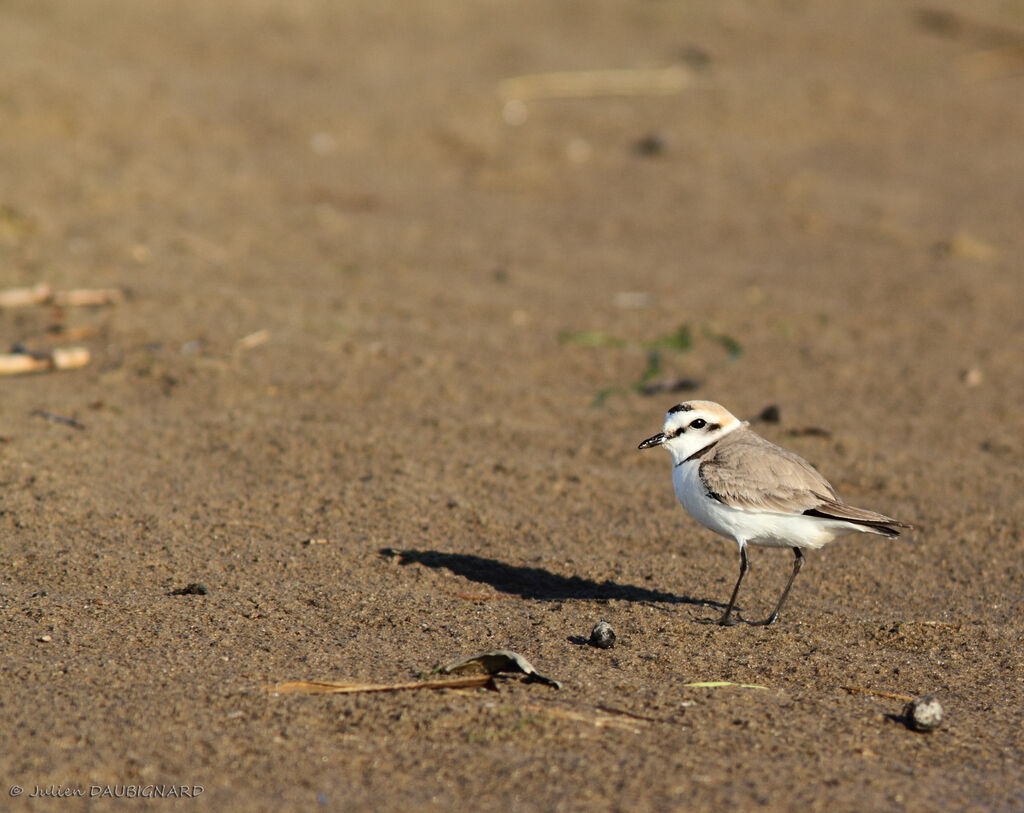 Kentish Plover male adult breeding