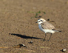 Kentish Plover