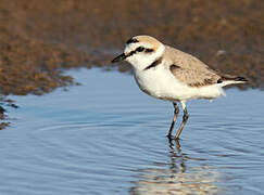 Kentish Plover