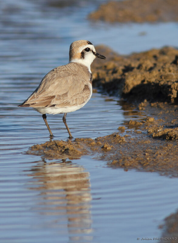 Kentish Plover male adult breeding, identification