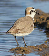 Kentish Plover