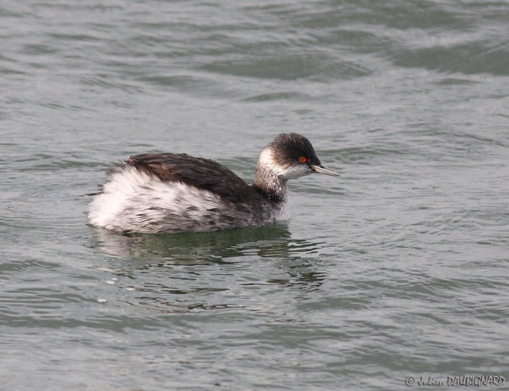 Black-necked Grebe, identification