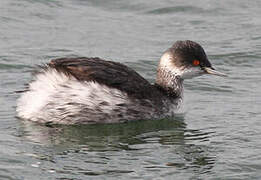 Black-necked Grebe