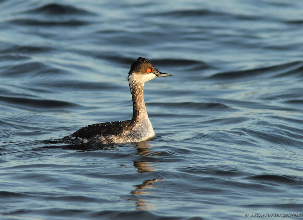 Black-necked Grebe, identification