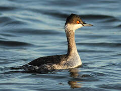 Black-necked Grebe