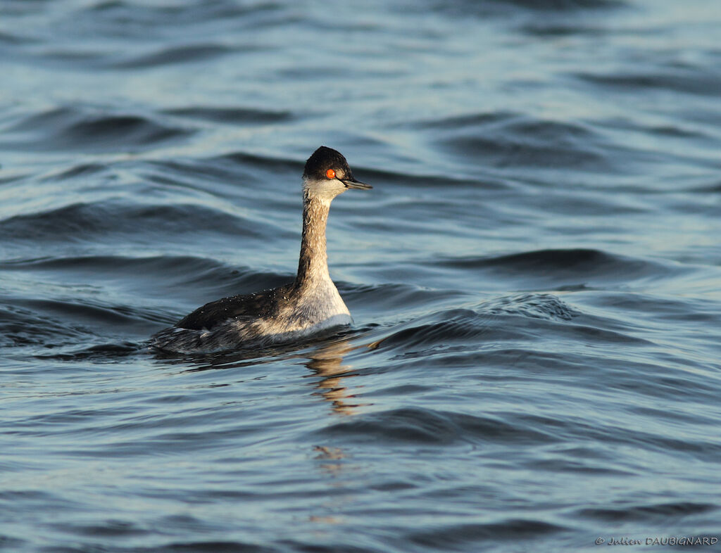 Black-necked Grebe, identification