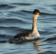 Black-necked Grebe