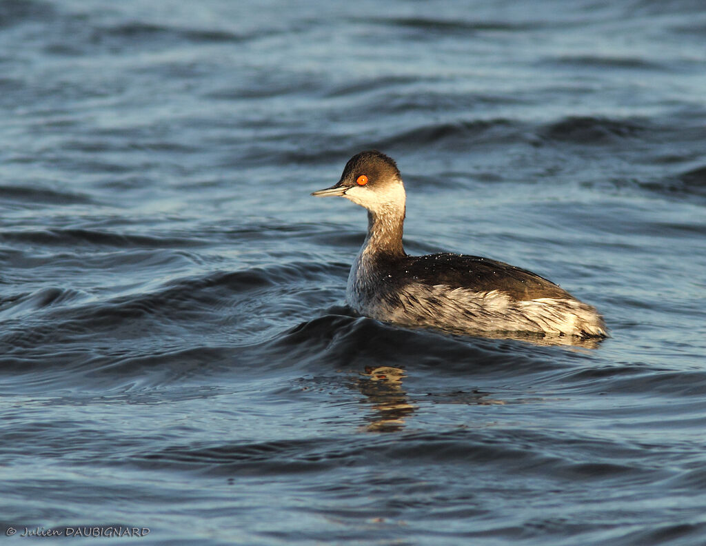 Black-necked Grebe, identification