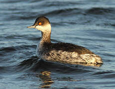 Black-necked Grebe