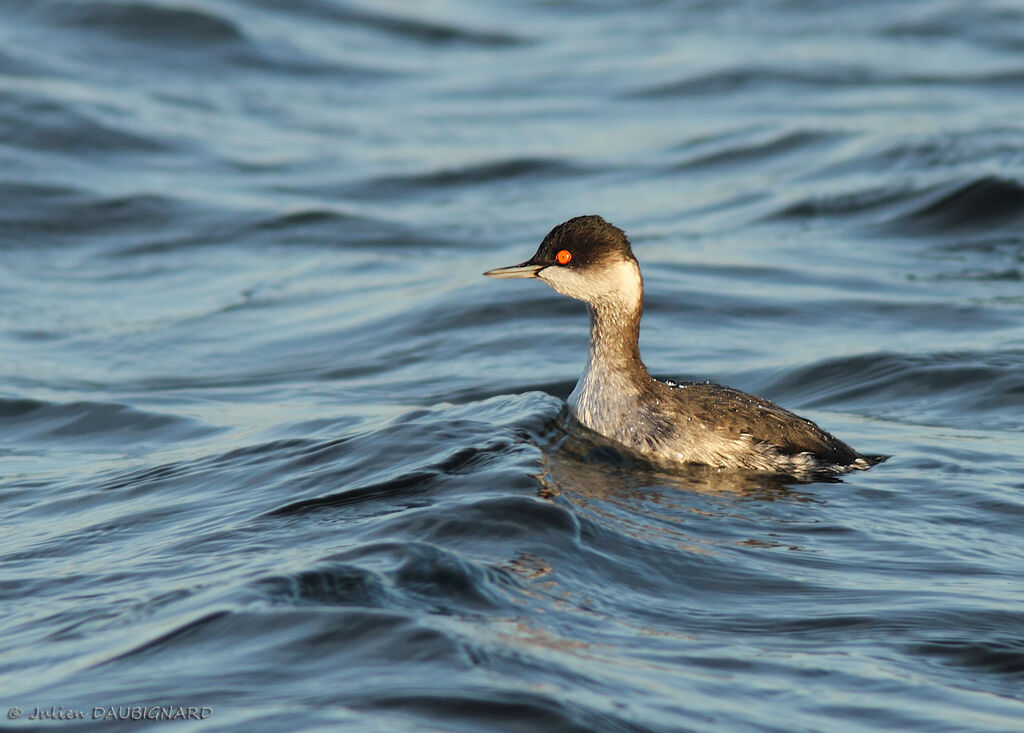 Black-necked Grebe, identification