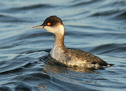 Black-necked Grebe