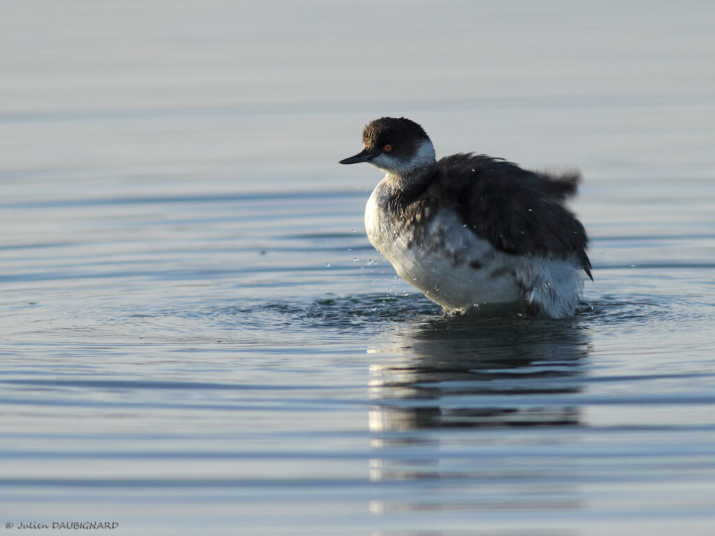 Black-necked Grebe, identification