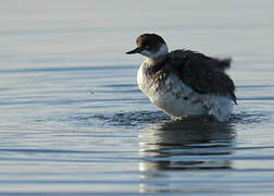 Black-necked Grebe