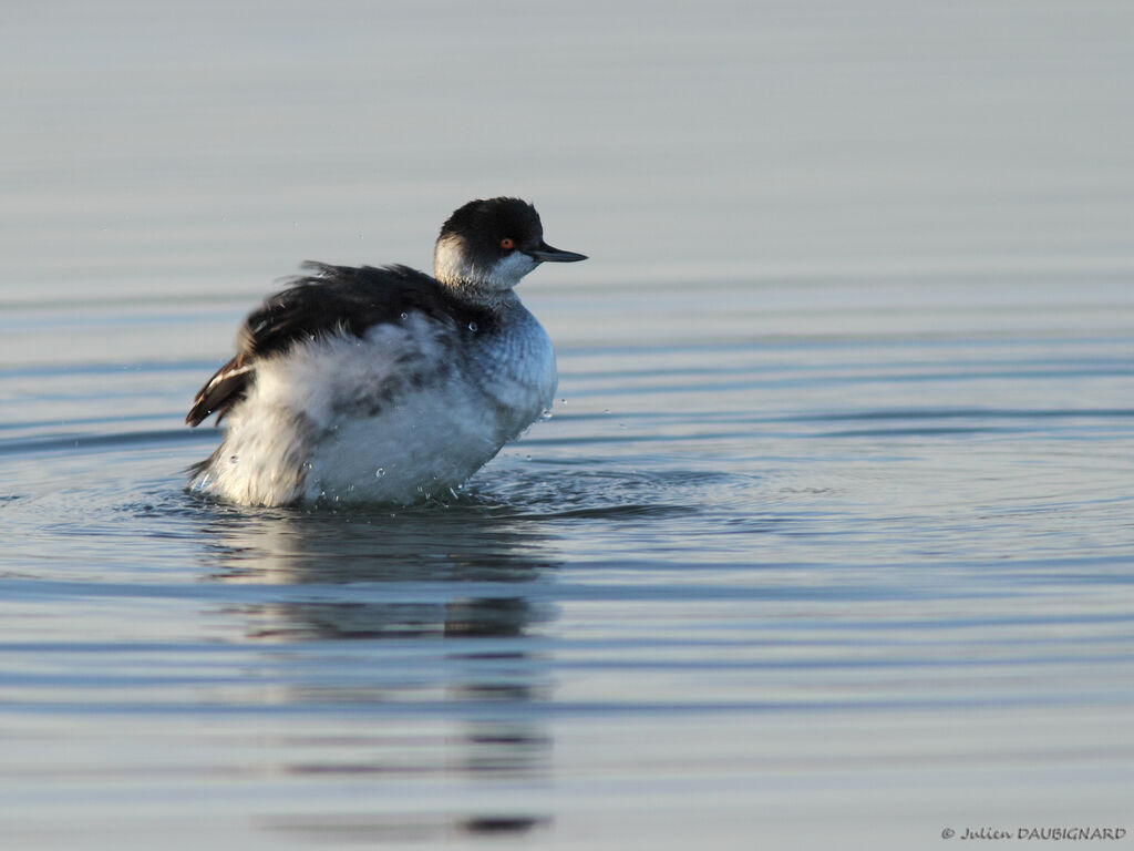 Black-necked Grebe, identification