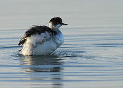 Black-necked Grebe