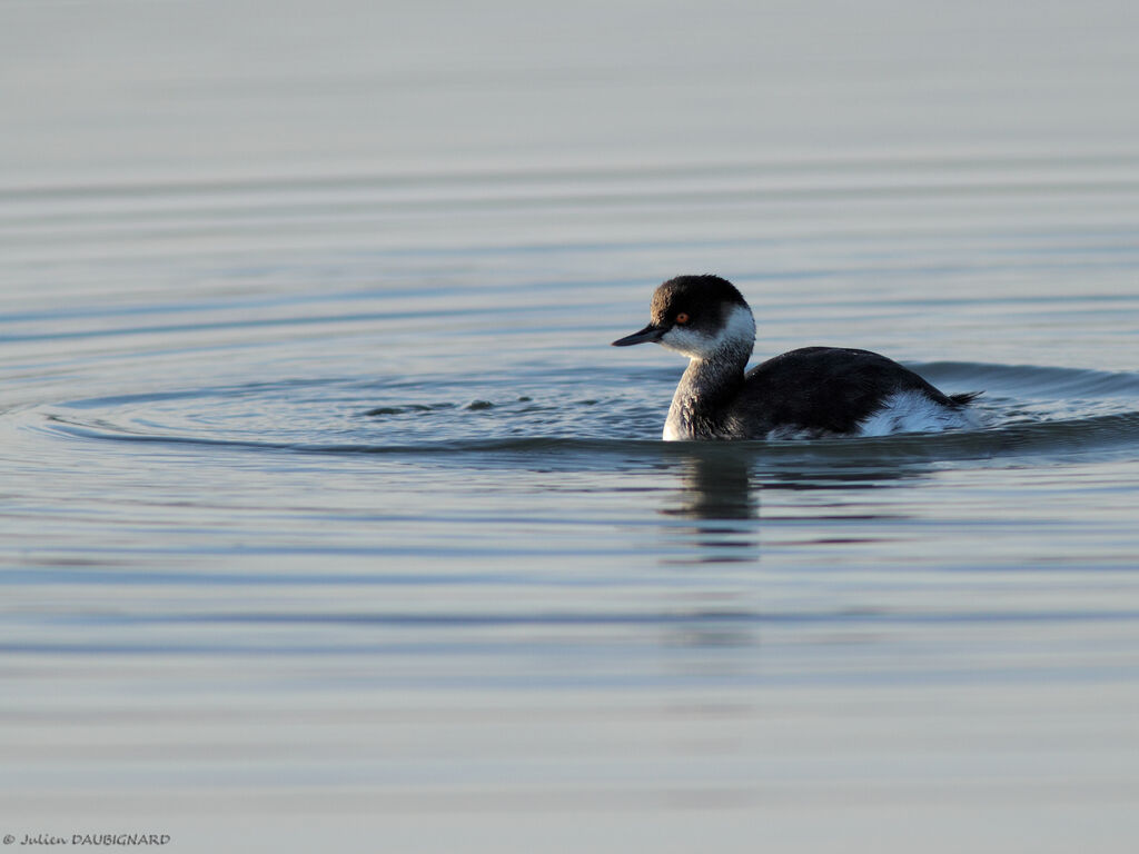 Black-necked Grebe, identification