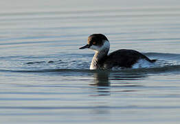 Black-necked Grebe