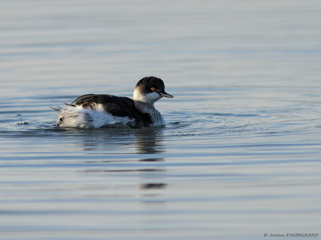 Black-necked Grebe, identification