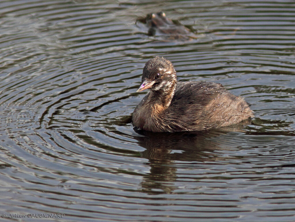 Little Grebejuvenile, identification