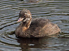 Little Grebe