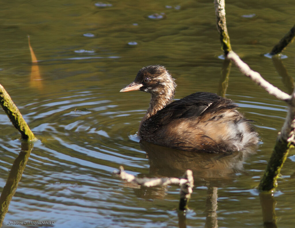 Little Grebejuvenile, identification