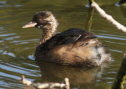 Little Grebe