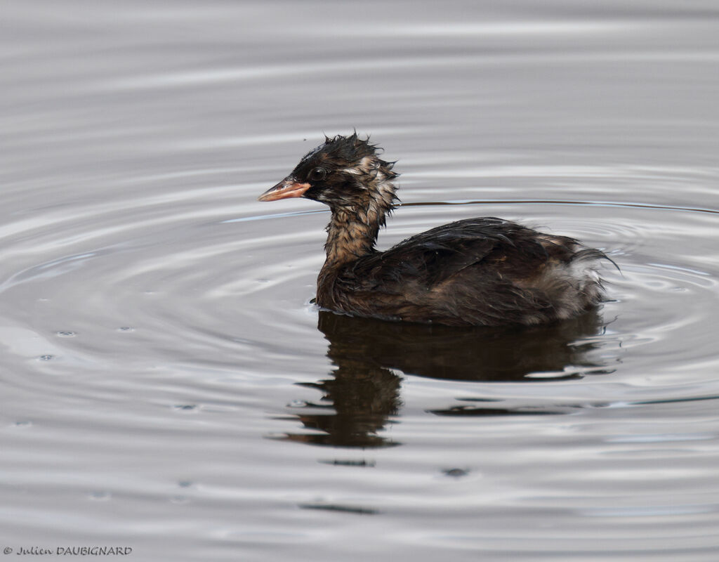 Little Grebejuvenile, identification