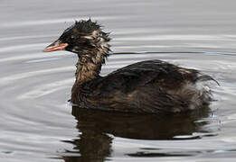 Little Grebe