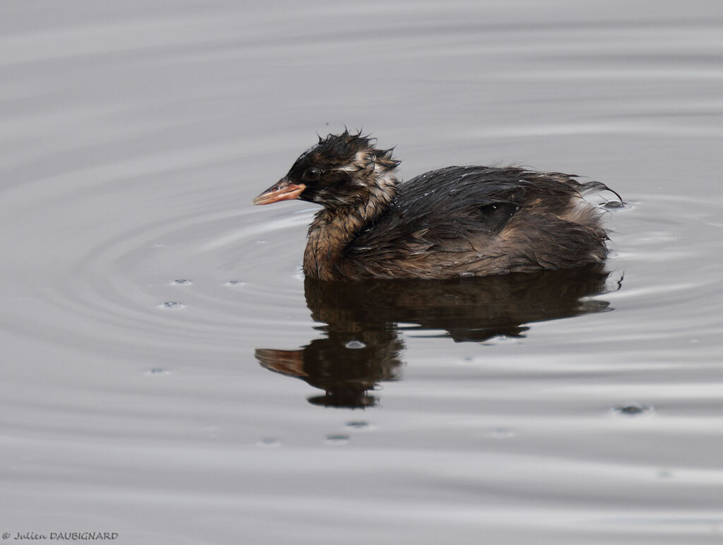 Little Grebejuvenile, identification