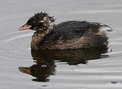 Little Grebe