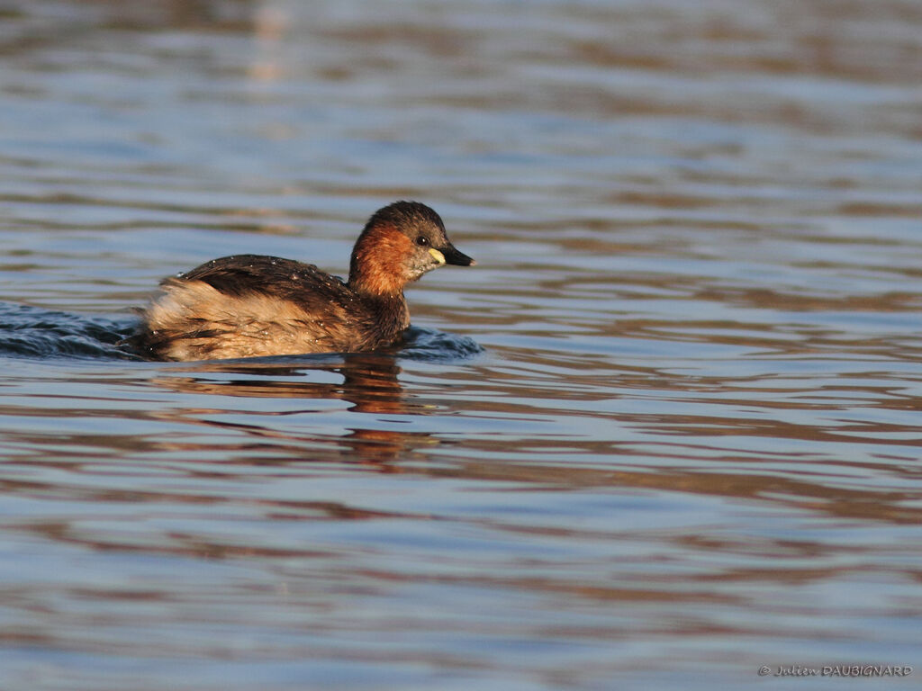 Grèbe castagneuxadulte, identification