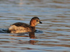 Little Grebe