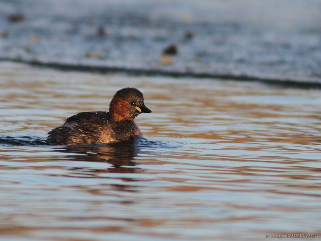 Grèbe castagneuxadulte, identification