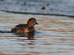 Little Grebe