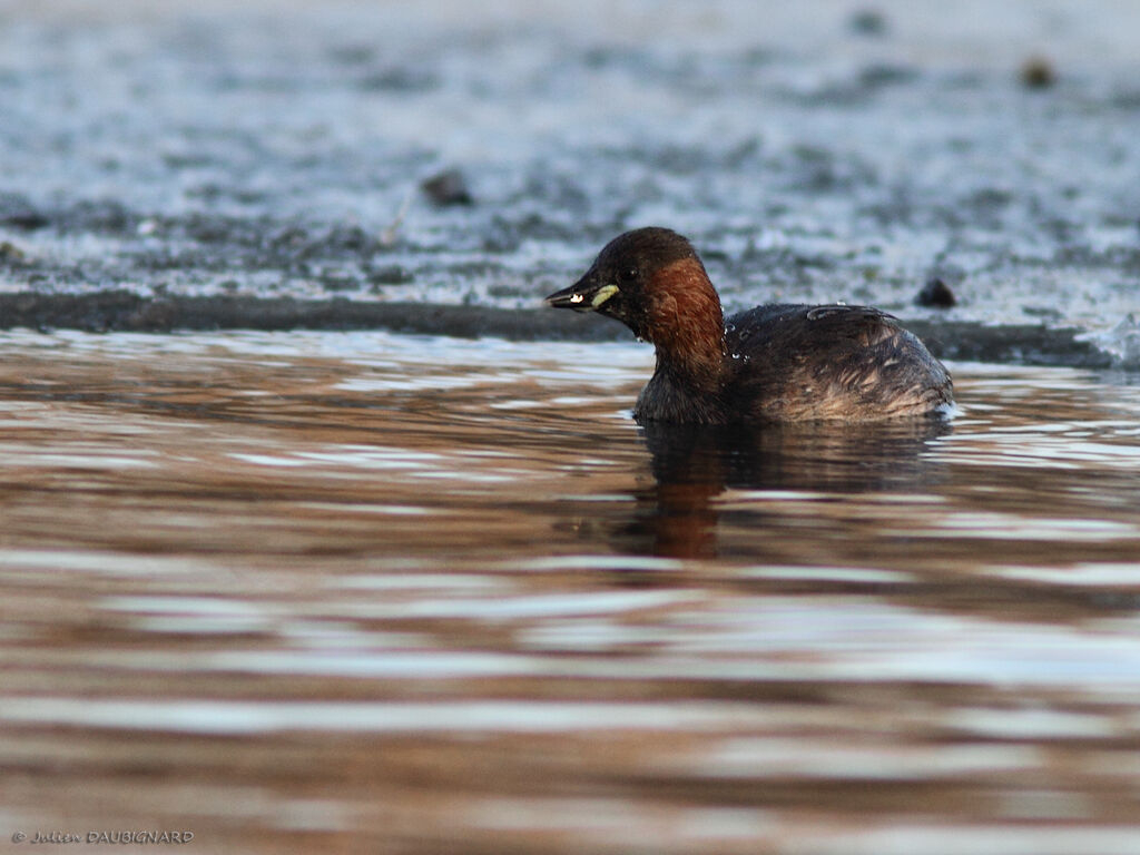 Grèbe castagneuxadulte, identification