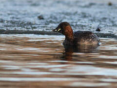 Little Grebe